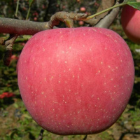 【特价10斤23.9】现摘红富士苹果山西新鲜水果脆甜爽口非冰糖心嘎啦果【三天内发货】