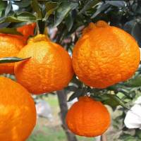 [特价10斤29]宜昌蜜桔子早熟橘子新鲜青皮蜜橘薄皮柑橘孕妇水果[三天内发货]