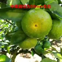 [特价10斤29]宜昌蜜桔子早熟橘子新鲜青皮蜜橘薄皮柑橘孕妇水果[三天内发货]