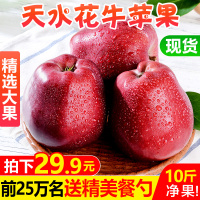甘肃天水花牛苹果水果10斤新鲜当季红蛇果粉面平果【三天内发货】