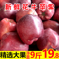 甘肃天水花牛苹果净重9斤精选大果苹果新鲜水果红蛇果粉面苹果[三天内发货]