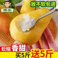 烟台太婆梨软梨新鲜水果5斤净4.5斤青啤香蕉茄梨大头梨葫芦面梨子[三天内发货]