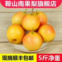 特价大果10斤仅29.9南国梨东北特产海城香水梨子新鲜水果[三天内发货]