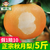 10斤仅32.8正宗秋月梨礼盒山东莱阳梨水果新鲜当季整箱蜜梨10斤丰水梨子[三天内发货]