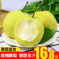 梨子应季新鲜10斤砀山酥梨皇冠雪香当季水果现摘整箱早梨翠冠贡[三天内发货]
