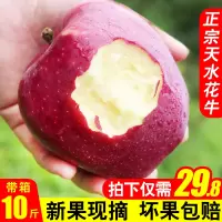 甘肃天水花牛苹果水果带箱10斤新鲜红蛇果粉面宝宝刮泥平果【三天内发货】