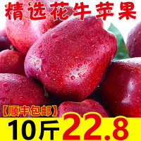 [顺丰]甘肃天水花牛苹果10斤带箱新鲜水果红蛇果粉面平果[三天内发货]
