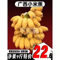 广西新鲜小米蕉净果9斤香蕉芭蕉海南帝王蕉banana水果苹果粉蕉[三天内发货]