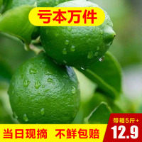 新鲜青柠檬5斤装现摘直发泡柠檬水奶茶店专用当季水果中小果[三天内发货]