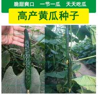 黄瓜种子 四季阳台盆栽绿心黄瓜农家田园种植室内盆栽蔬菜植物种子