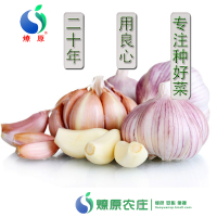 燎原绿色大蒜 国家绿色认证 基地自种绿色无农残蔬菜 4斤顺丰