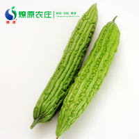 燎原绿色苦瓜 绿色认证 无农残现摘新鲜蔬菜当季凉瓜 3斤顺丰