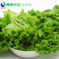 燎原绿色生菜 国家绿色认证新鲜绿色蔬菜安全无农残 3斤顺丰