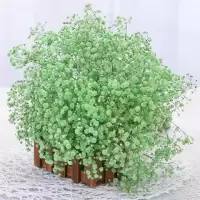 云南真花干花花束永生花家居装饰花卉客厅摆设小清新鲜花|绿