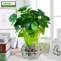 小清新盆景水晶仿真植物盆栽多肉假花室内客厅花盆绿植田园摆件|水晶圆缸铜钱草套装