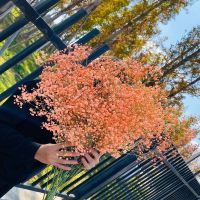 优质天然干花花束网红生日大装饰摆件风干真插花家居摆设|橘子橙色 小束40*20cm