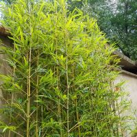 假竹子仿真竹子装饰室内外隔断屏风客厅造景植物竹子橱窗玄关绿植J6|3米高仿真竹子一根(满十根)