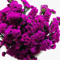 勿忘我干花花束花卉家庭居家客厅摆设鲜花装饰插花非仿真假花K2|玫红(50cm-20支)买1送1