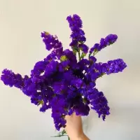 勿忘我干花花束花卉家庭居家客厅摆设鲜花装饰插花非仿真假花K2|紫色(50cm-10支)
