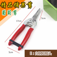 桔子剪葡萄剪修枝剪刀 柑橘剪稀果剪修花摘果剪园艺果树剪刀|白钢短翘头