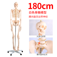 2020热卖85cm180cm人体骨骼模型骨架带肌肉模型仿真可拆卸医学正 BIX-A1001