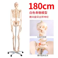 2020热卖85cm180cm人体骨骼模型骨架带肌肉模型仿真可拆卸医学正 BIX-A1001