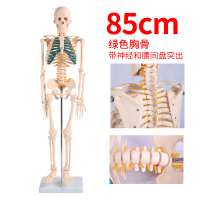 2020热卖85cm180cm人体骨骼模型骨架带肌肉模型仿真可拆卸医学正 BIX-A1004