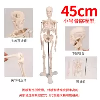 2020热卖85cm180cm人体骨骼模型骨架带肌肉模型仿真可拆卸医学正 BIX-A1006