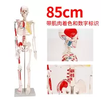 2020热卖85cm180cm人体骨骼模型骨架带肌肉模型仿真可拆卸医学正 BIX-A1003-2