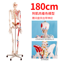 2020热卖85cm180cm人体骨骼模型骨架带肌肉模型仿真可拆卸医学正 BIX-A1002-1