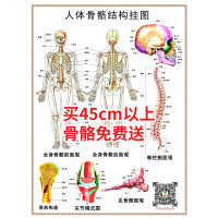 2020热卖85cm180cm人体骨骼模型骨架带肌肉模型仿真可拆卸医学正 42寸挂图42*57CM