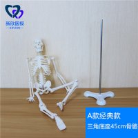 医学人体骨骼模型骨架带肌肉仿真玩具小白全身真人可拆卸正骨医用 A款三角底座