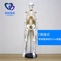 医学人体骨骼模型骨架带肌肉仿真玩具小白全身真人可拆卸正骨医用 C款带脊椎神经