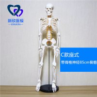 医学人体骨骼模型骨架带肌肉仿真玩具小白全身真人可拆卸正骨医用 C款带脊椎神经