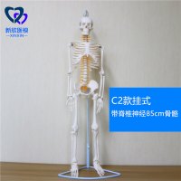 医学人体骨骼模型骨架带肌肉仿真玩具小白全身真人可拆卸正骨医用 C2款带脊椎神经