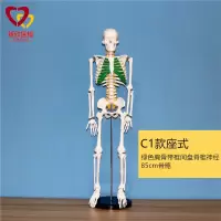 医学人体骨骼模型骨架带肌肉仿真玩具小白全身真人可拆卸正骨医用 C1款绿色胸骨带脊椎神经