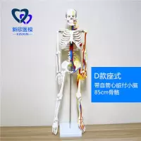 医学人体骨骼模型骨架带肌肉仿真玩具小白全身真人可拆卸正骨医用 D款带心脏血管付小脑