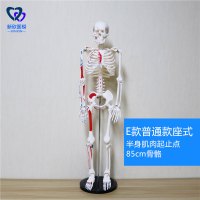 医学人体骨骼模型骨架带肌肉仿真玩具小白全身真人可拆卸正骨医用 E款普通款半身肌肉起止点