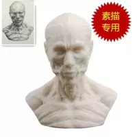 热卖 美术素描模型1:1人体骨骼模型人头骨树脂骷髅头办公摆件绘画 肌肉人头像（乳白色）