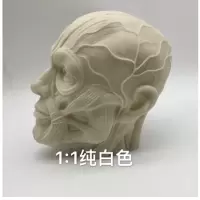 热卖 美术素描模型1:1人体骨骼模型人头骨树脂骷髅头办公摆件绘画 1比1肌肉头像(乳白)