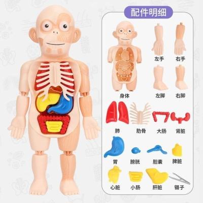 儿童科教人体器官模型DIY拼装玩具STEAM启蒙实验教具医学