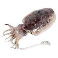 【四海生鲜】 东山岛自然海捕墨鱼2500g大墨鱼墨鱼仔乌贼多规格 新鲜活冻海鲜水产