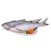 【四海生鲜】 东山岛自然海捕午鱼（2只1500g）马友鱼午笋 新鲜海鲜水产