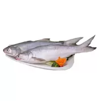 【四海生鲜】 东山岛自然海捕午鱼（2只1500g）马友鱼午笋 新鲜海鲜水产