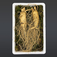 鲜人参泡酒特大个包装2支250g吉林长白山新鲜整枝500g集安边条参