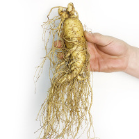 [单支100克]长白山超大个人参5支1斤东北新鲜人参整枝泡酒人叁