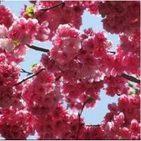 新采日本樱花种子 树种子红樱花种子 粉色樱花 白色樱花