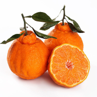 四川不知火9斤大果（净重） 新鲜丑桔子水果 丑八怪丑柑带叶 孕妇水果