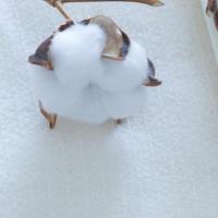 新疆棉被手工纯棉花被褥子加厚保暖棉胎被芯棉絮床垫被子冬被全棉