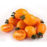 正宗福建黄金圣女果5斤装净重小西红柿当天现摘发货露天自然熟非大棚种植 爆汁脆甜